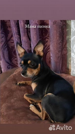 Той-терьер щенки