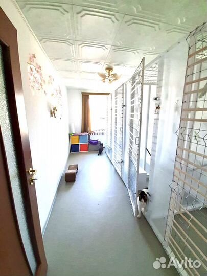 Передержка для кошек