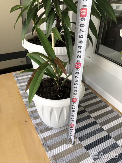 Фикус Биннендийка (Али)