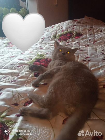 Кот британец, прямоухий. Вязка