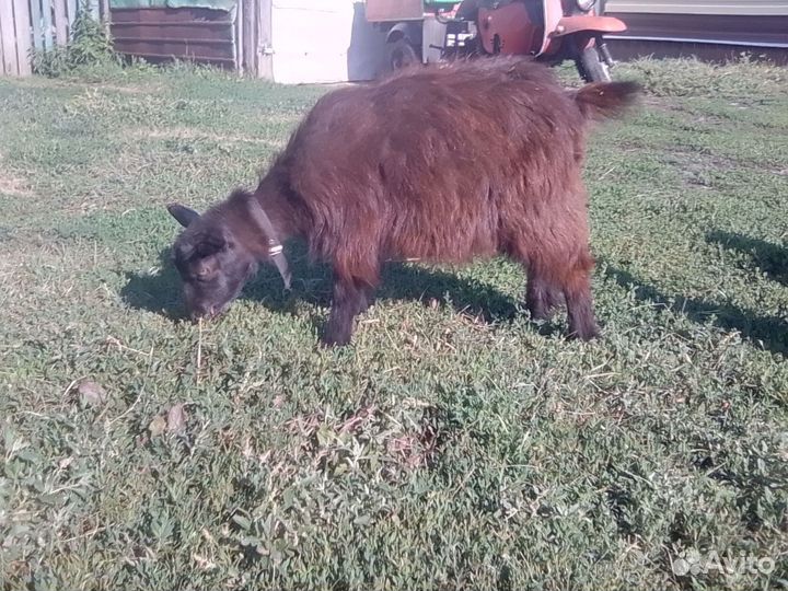 2 козочки майские