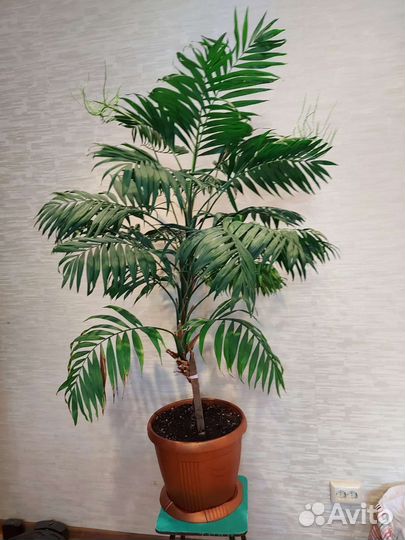 Пальма хамедорея