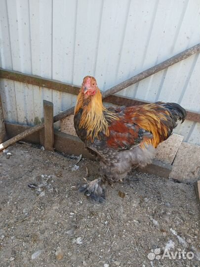 Брама и виандот