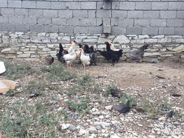 Куры несушки