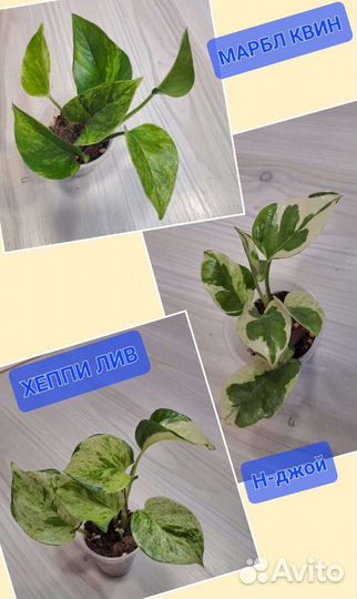 Комнатные растения цветы