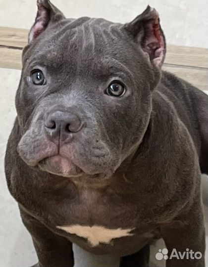 Американский булли щенок голубой окрас
