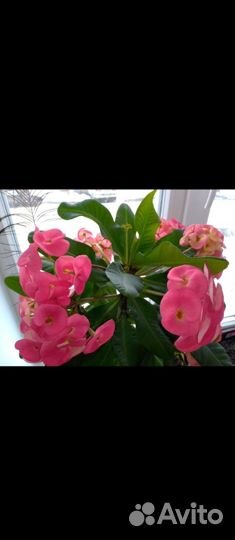 Малочай миля