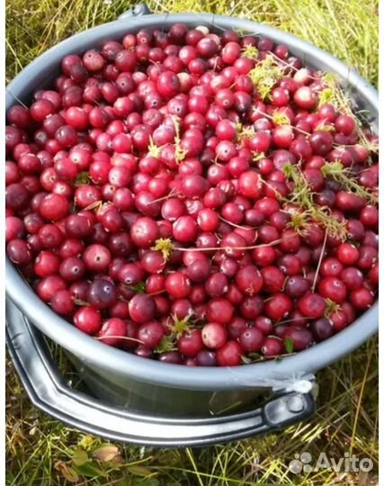 Клюква не перебранная