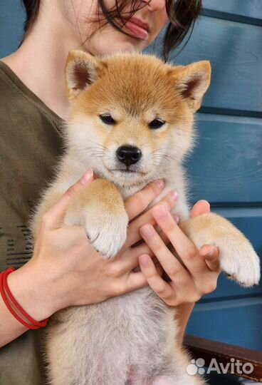 Щенки сиба ину