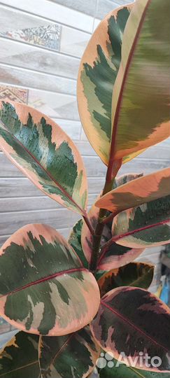 Фикус Белиз