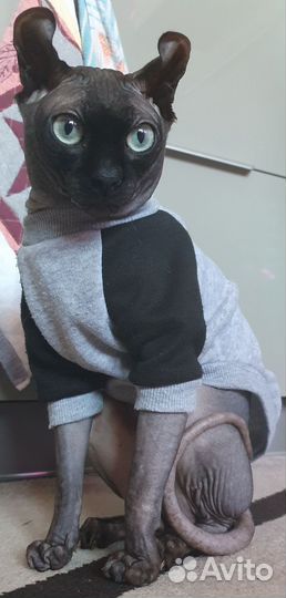 Сфинкс эльф вязка