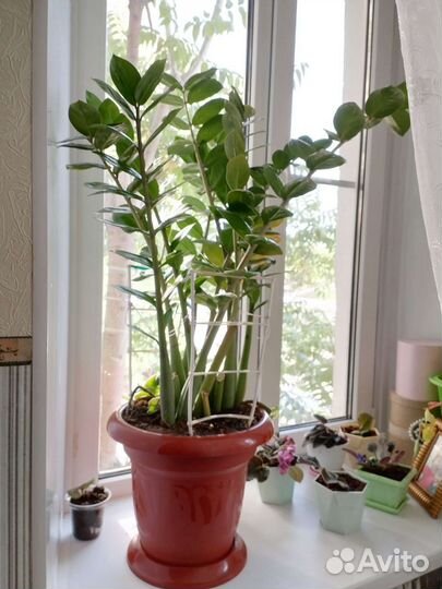 Замиокулькас цветущий для дома или офиса