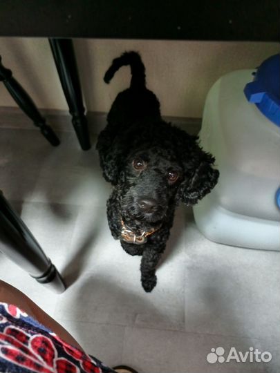 Пудель вязка Бесплатно