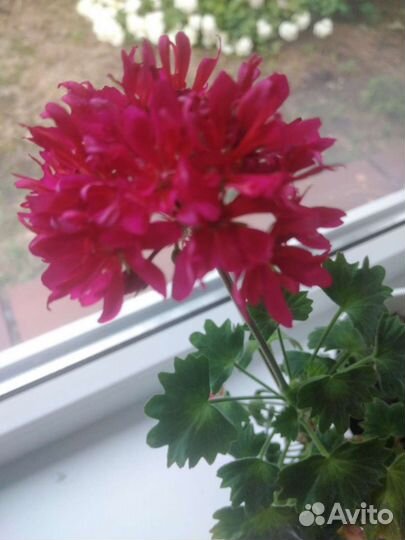 Пеларгония герань