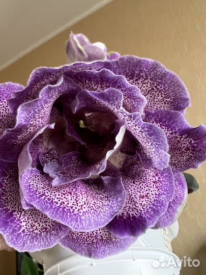 Глоксинии сортовые