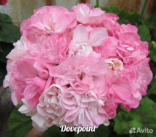 Пеларгония герань