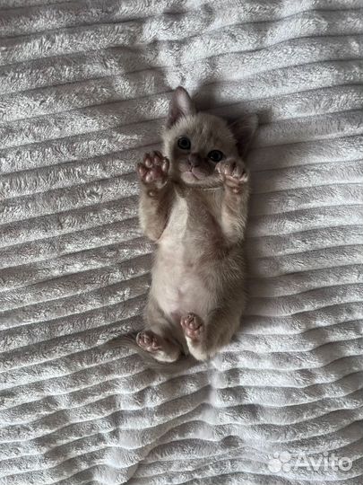 Бурманская