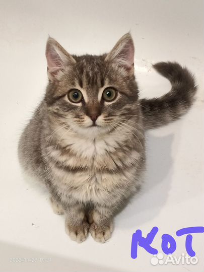 Котята- подростки