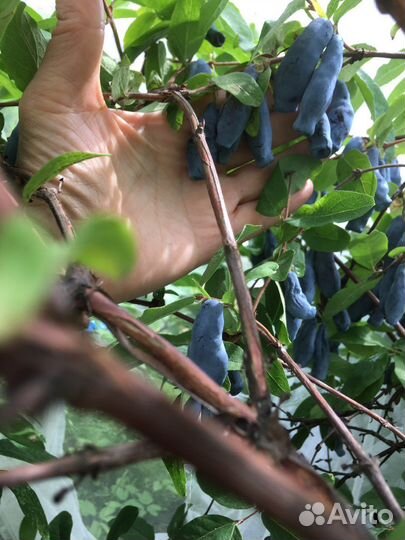 Жимолость саженцы