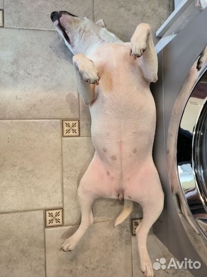 Карликовый бультерьер