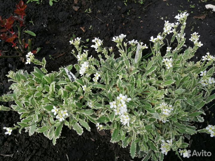 Арабис Вариегата