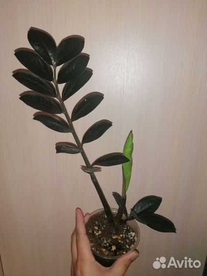 Замиокулькас черный равен