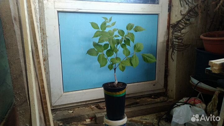 Медовое дерево