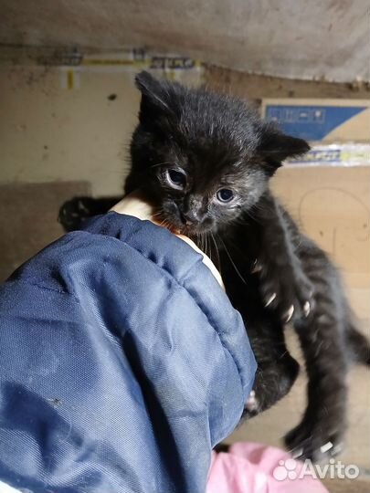 Домашние животные кошки