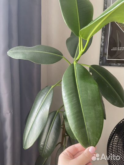 Фикус Калика