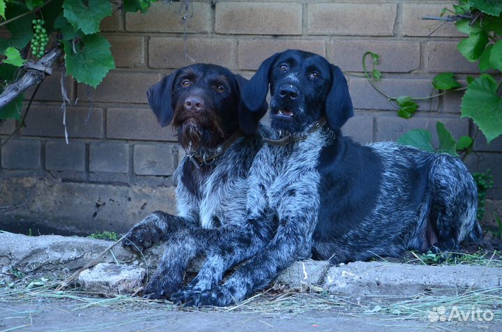 Собаки щенки