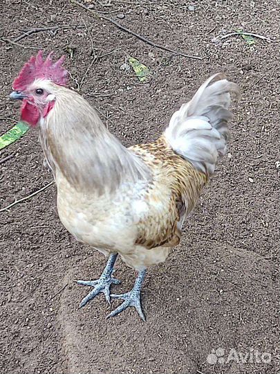 Куры китайские