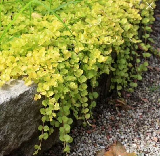 Вербейник монетчатый