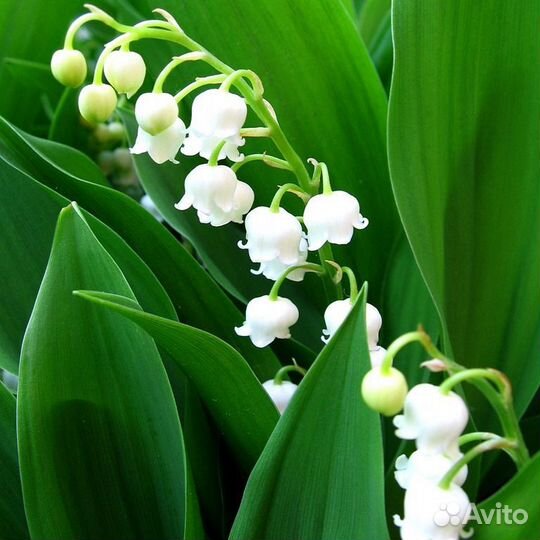 Ландыш садовый саженцы