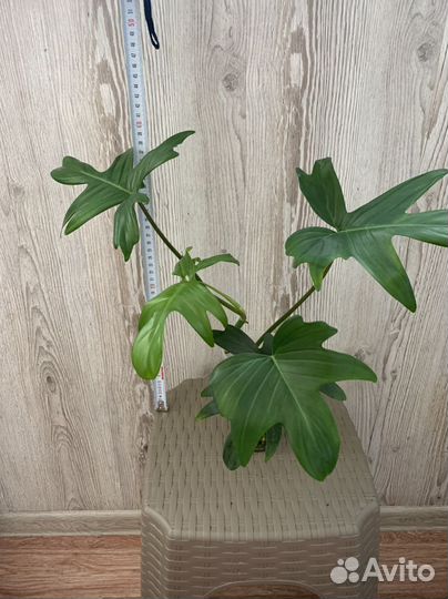 Филодендрон