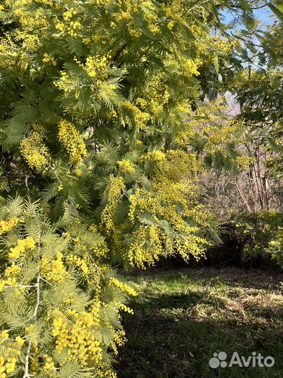 Мимоза Абхазия опт/розница