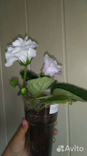 Глоксиния махровая цветущая