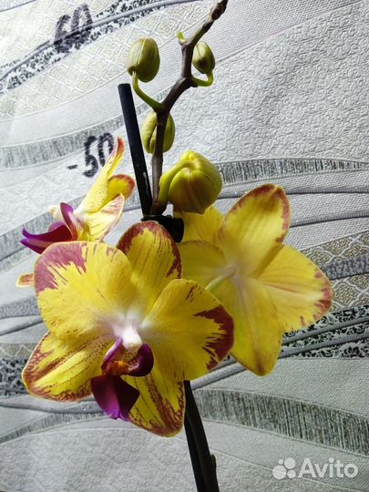 Орхидея фаленопсис