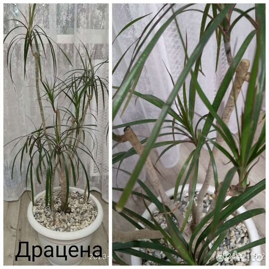 Комнатные цветы