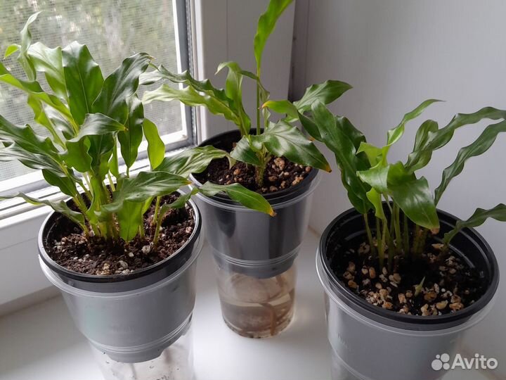 Калатея руфибарба