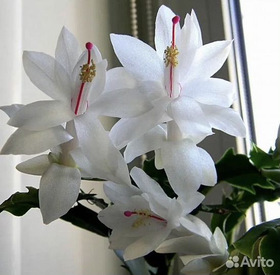 Декабристка белая