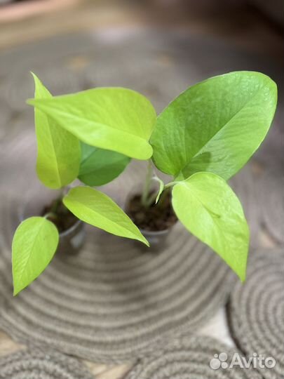 Сциндапсус неон