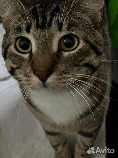 Котята подростки
