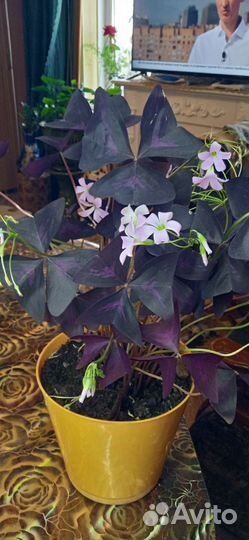 Оксалис (кислица)