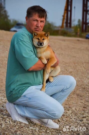 Девочка Сиба 4мес