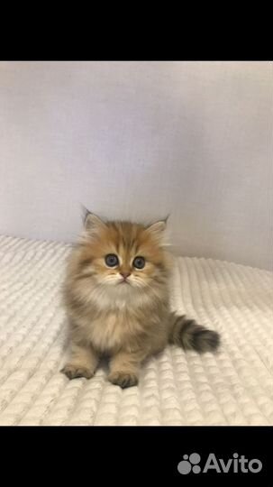 Кошки