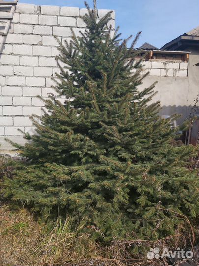 Серебристые ели 2,5 м,3,5 м