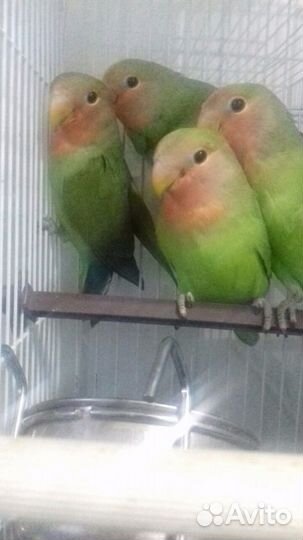 Неразлучники