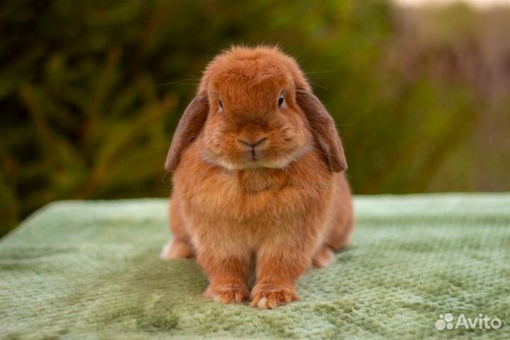 Яркие кролики минилопы