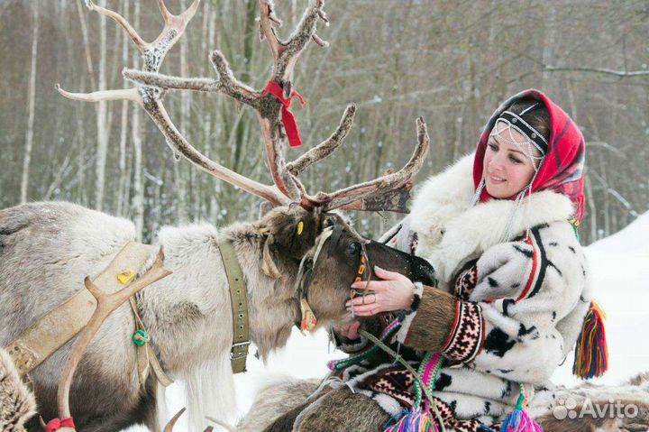 Аренда упряжек северных оленей и собак