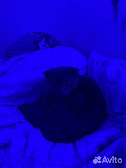 Шотландская вислоухая кошка бесплатно